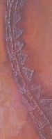 spine