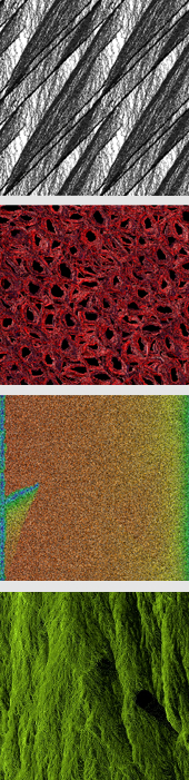Decoration. Sample images from EvoEco.